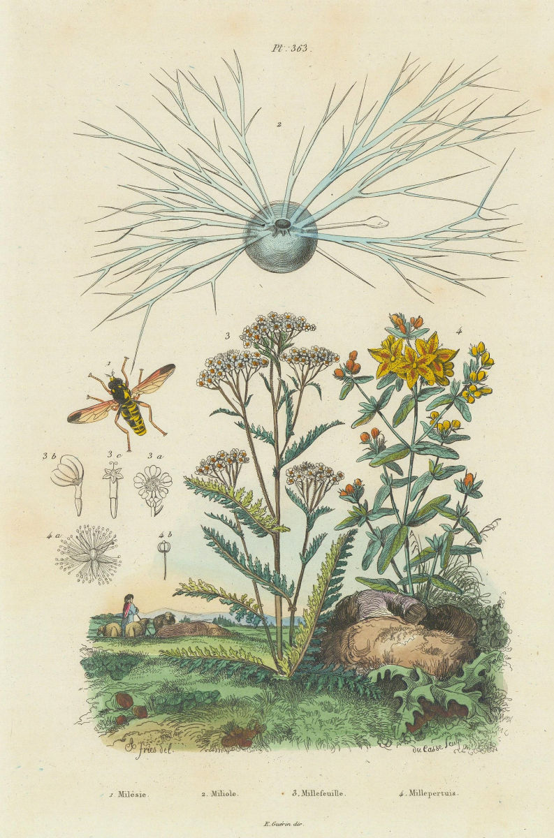 Flower Fly. Miliolida. Yarrow. Hypericum perforatum (St John's wort) 1833